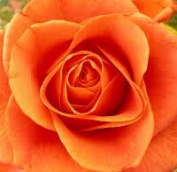 Rosa Arancione